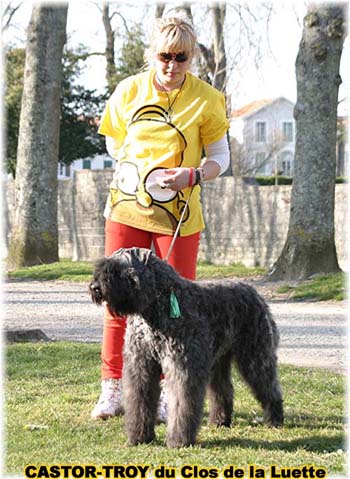 bouvier des flandres du clos de la luette - copyright déposé